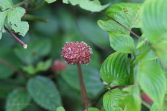 Lecanthus peduncularis